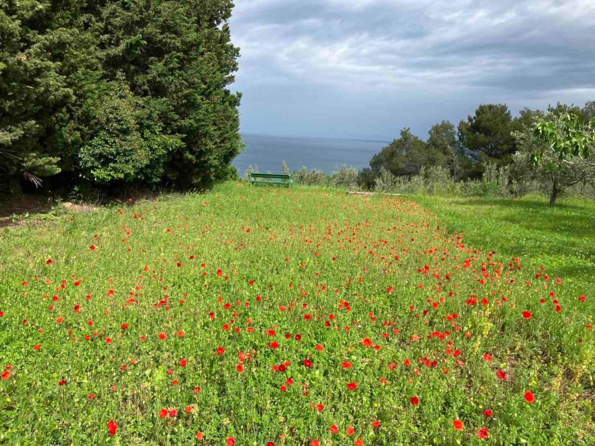 Istrian Green House بورتوروز المظهر الخارجي الصورة